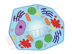 Magnetyczny model komórki roślinnej