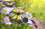 /environment/cache/images/300_300_productGfx_4d832ba24431d90798fde56a8b9c9ffd.jpg