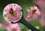 /environment/cache/images/300_300_productGfx_d7ecdcd9c2d1c65d1e5c118a89cf7a36.jpg